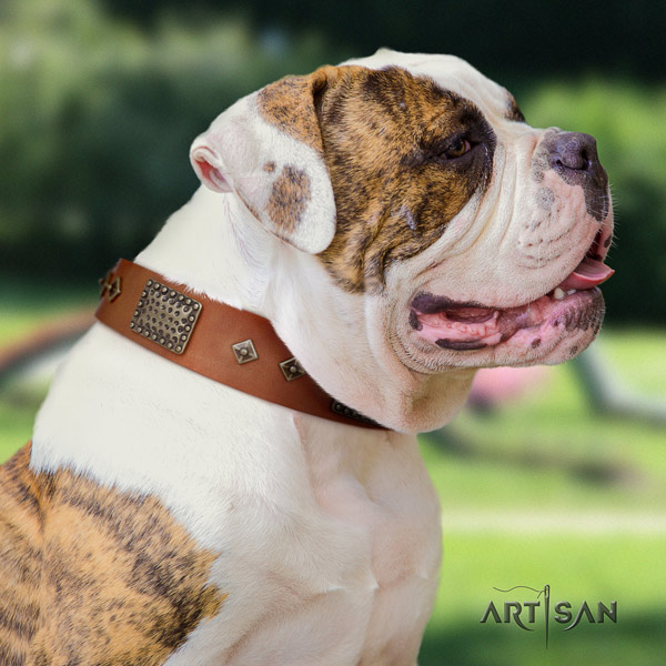 American Bulldog decorated leather dog collar with unusual studs
