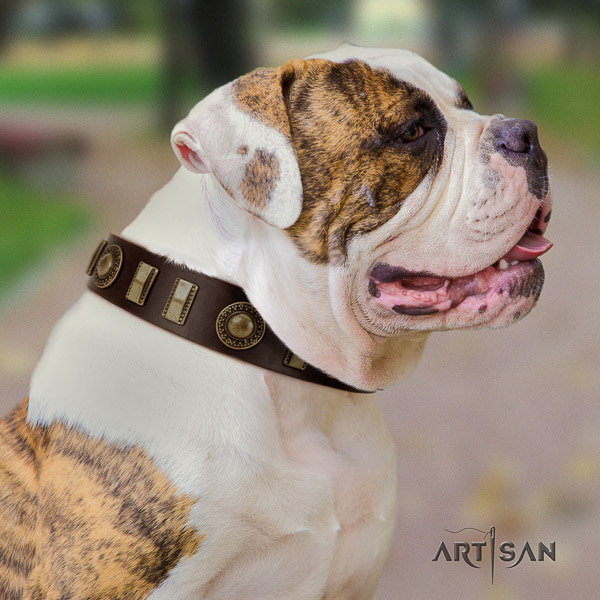 American Bulldog daily use full grain leather collar with studs for your pet