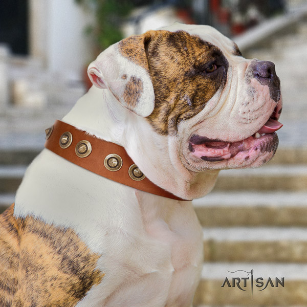 American Bulldog handy use full grain leather collar with embellishments for your canine