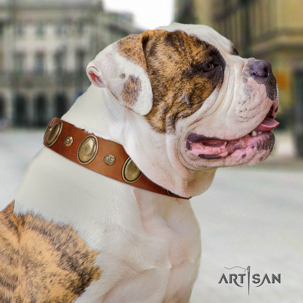 American Bulldog stylish walking natural leather collar with decorations for your pet
