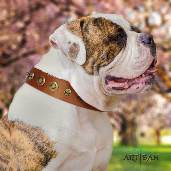 American Bulldog everyday use genuine leather collar with embellishments for your four-legged friend