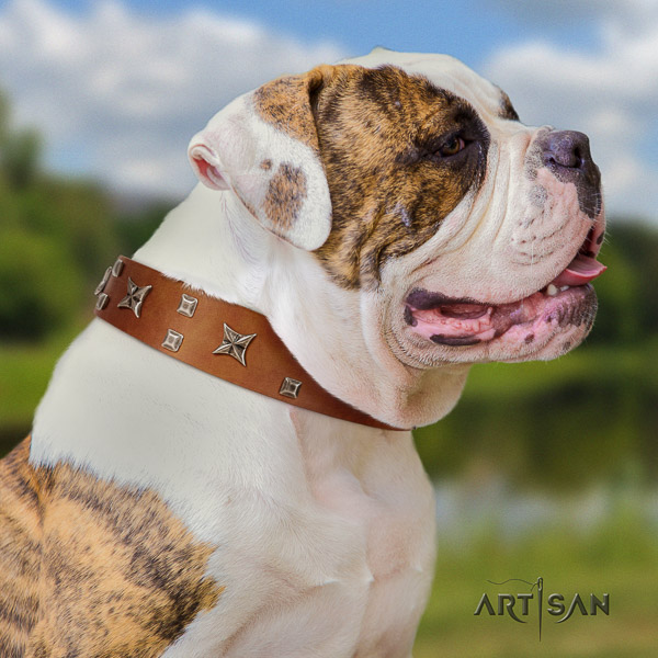 American Bulldog easy wearing genuine leather collar with studs for your pet
