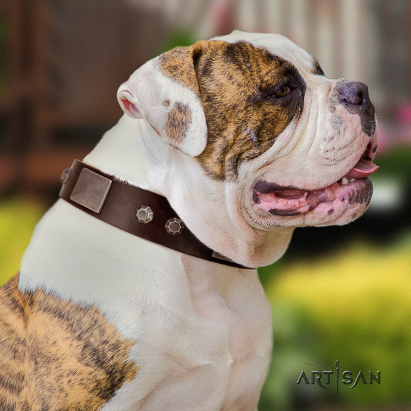 American Bulldog fancy walking full grain natural leather collar with embellishments for your four-legged friend