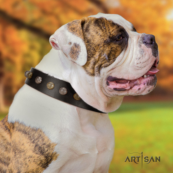 American Bulldog handy use full grain leather collar with studs for your four-legged friend