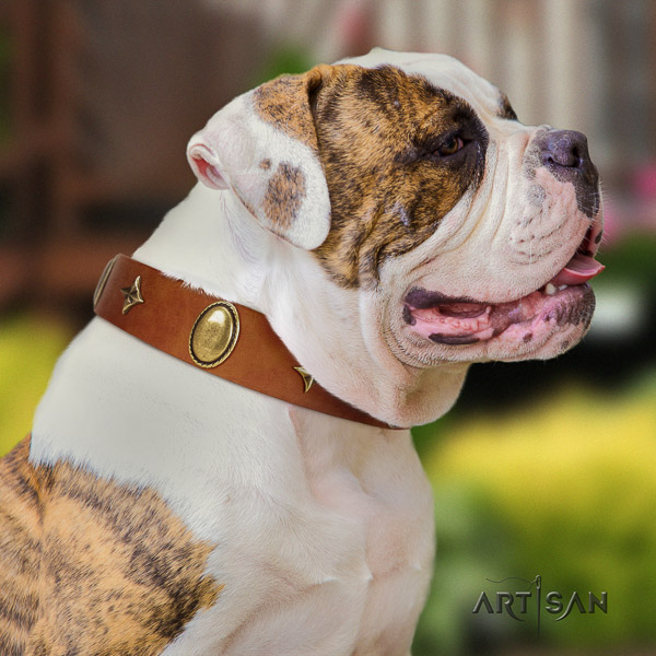 American Bulldog easy wearing full grain genuine leather collar with adornments for your canine