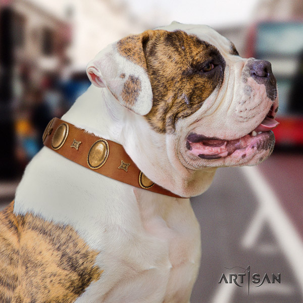 American Bulldog walking full grain genuine leather collar with embellishments for your pet
