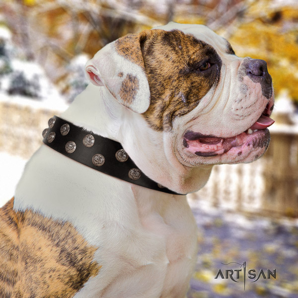 American Bulldog everyday use full grain genuine leather collar with studs for your dog