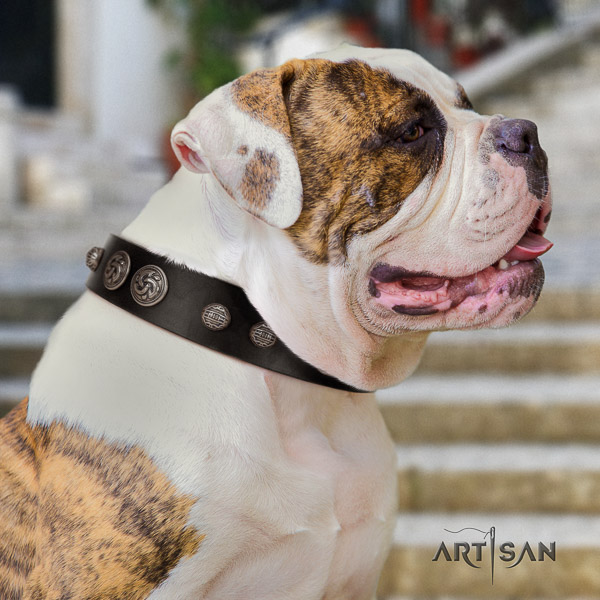 American Bulldog comfy wearing natural leather collar with adornments for your pet