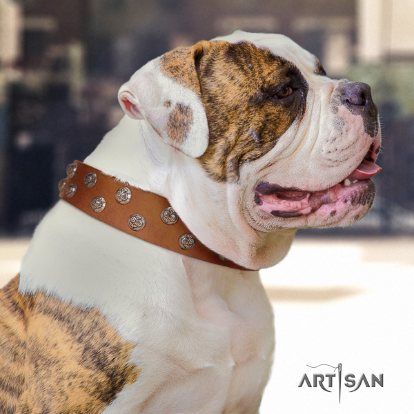 American Bulldog daily walking leather collar with embellishments for your dog