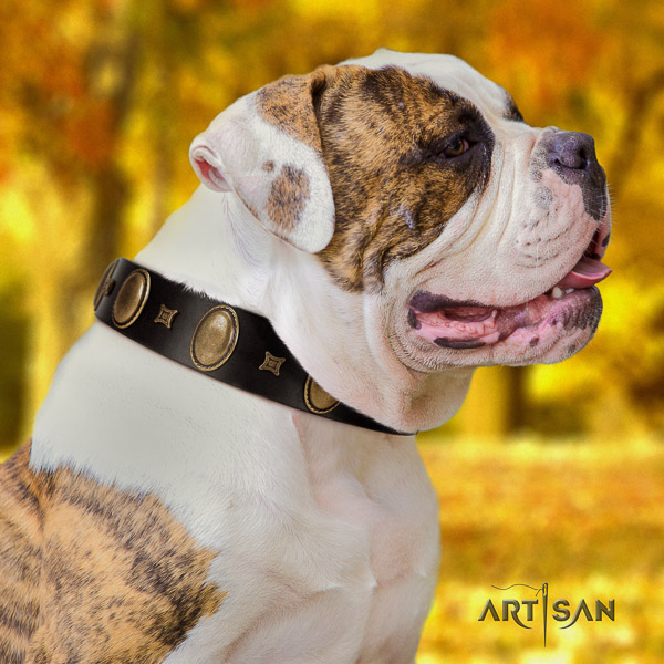 American Bulldog daily use natural leather collar with adornments for your doggie