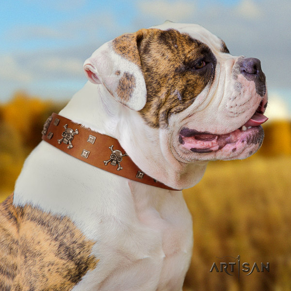 American Bulldog everyday use genuine leather collar with embellishments for your canine