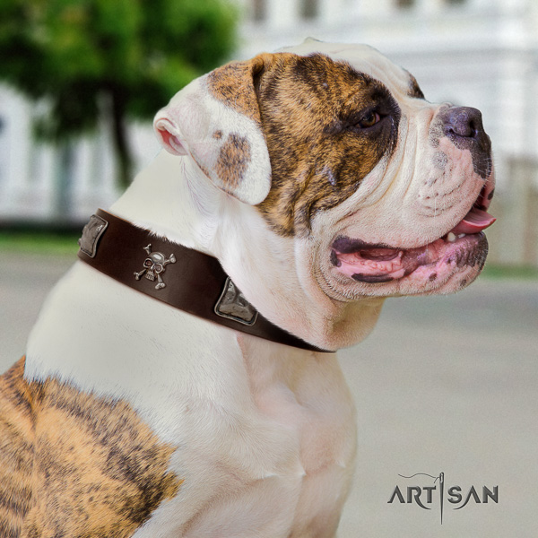 American Bulldog walking natural leather collar with studs for your four-legged friend