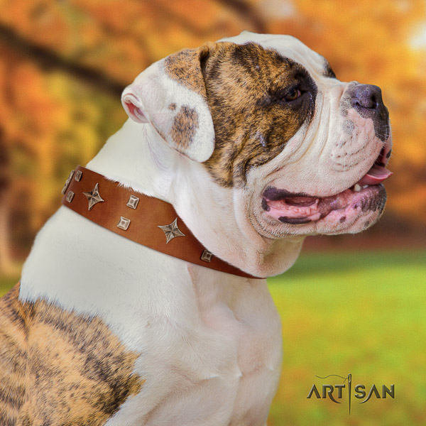 American Bulldog comfortable wearing full grain genuine leather collar with decorations for your dog