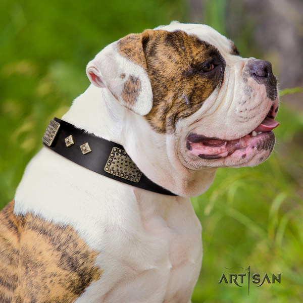 American Bulldog embellished leather dog collar with top notch embellishments