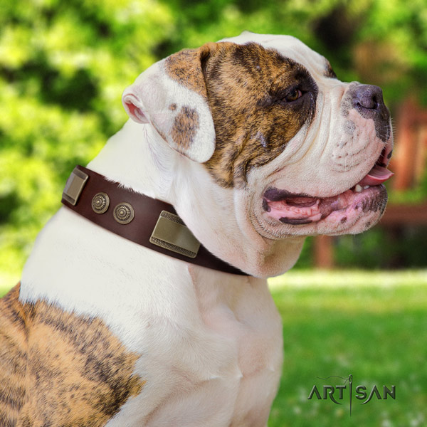 American Bulldog adorned leather dog collar with exceptional decorations