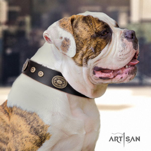 American Bulldog embellished leather dog collar with unique adornments