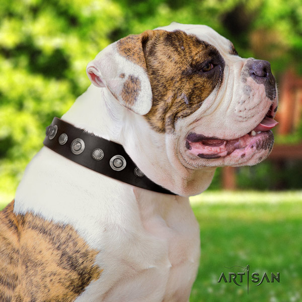 American Bulldog decorated genuine leather dog collar with unique decorations