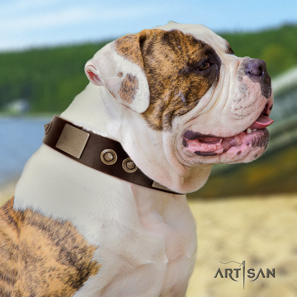 American Bulldog everyday use leather collar with studs for your four-legged friend