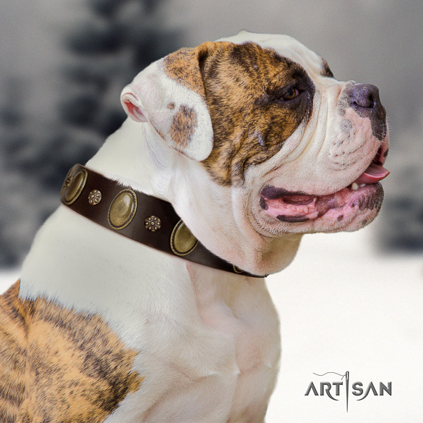 American Bulldog easy wearing genuine leather collar with decorations for your canine