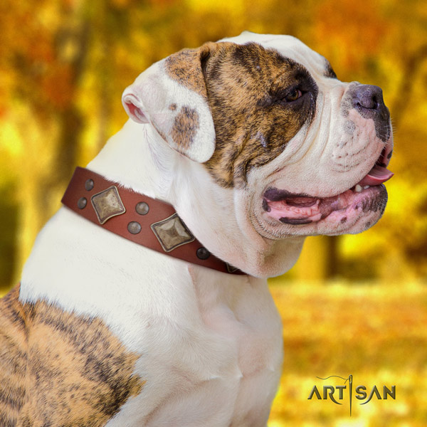 American Bulldog adorned full grain leather dog collar with trendy studs