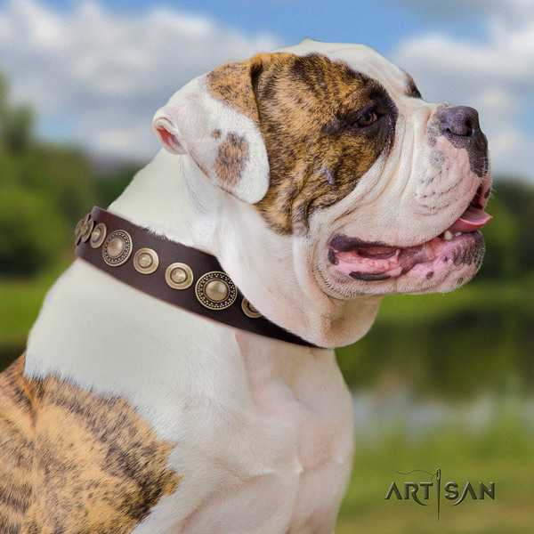 American Bulldog studded full grain leather dog collar with remarkable decorations