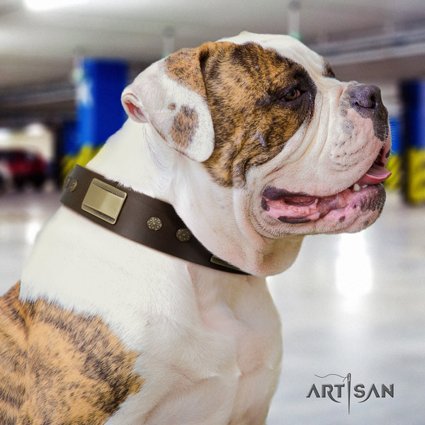 American Bulldog embellished leather dog collar with inimitable decorations