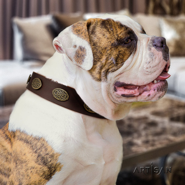 American Bulldog studded genuine leather dog collar with designer decorations