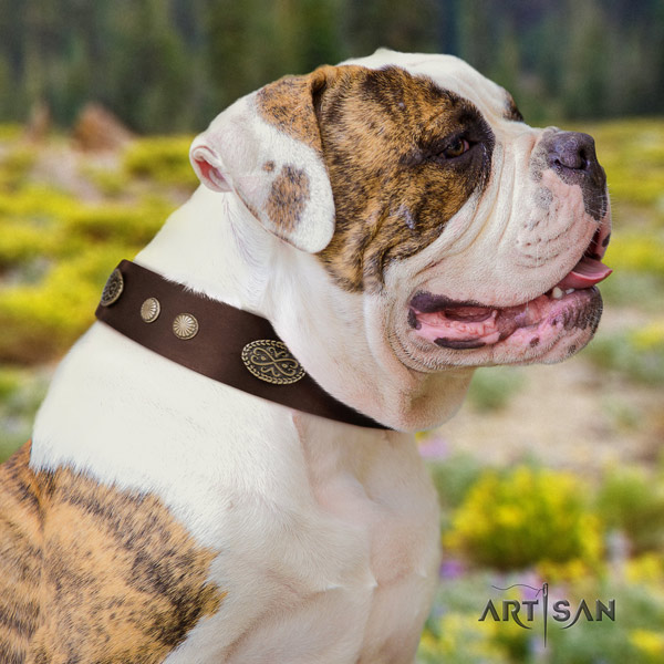 American Bulldog studded full grain leather dog collar with stunning studs
