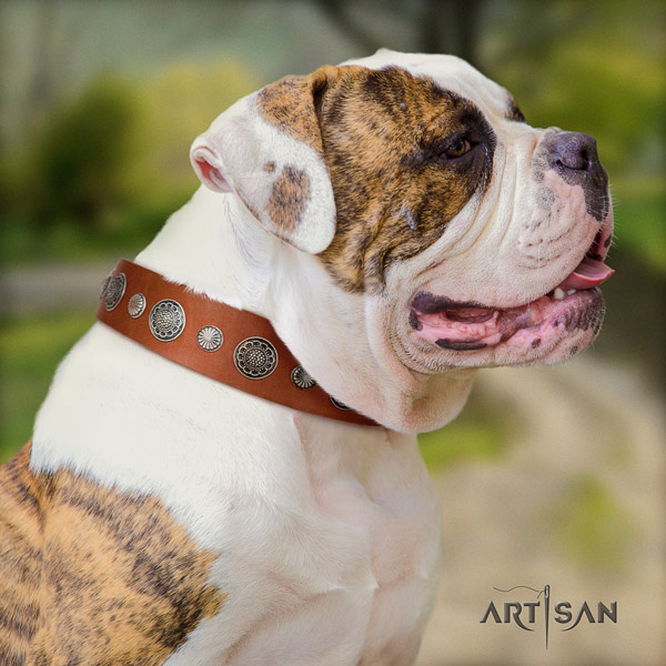 American Bulldog decorated leather dog collar with awesome adornments