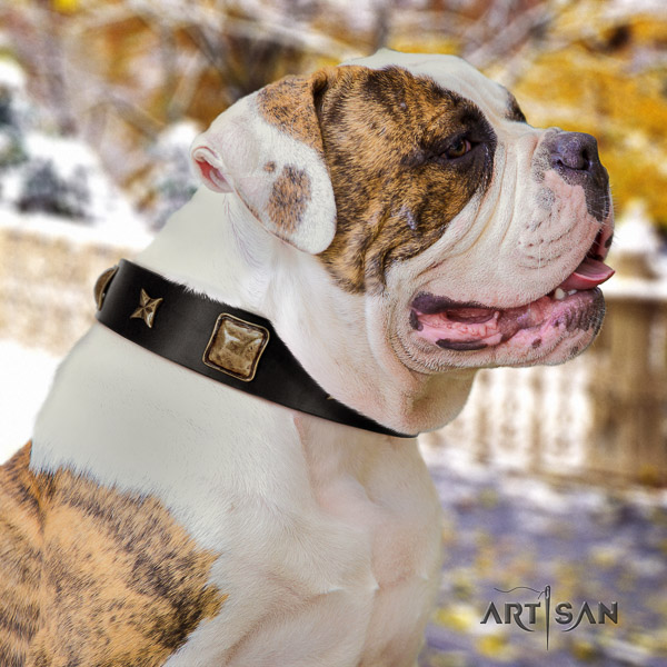 American Bulldog basic training genuine leather collar with studs for your four-legged friend