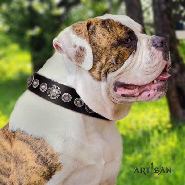 American Bulldog adorned leather dog collar with exquisite adornments