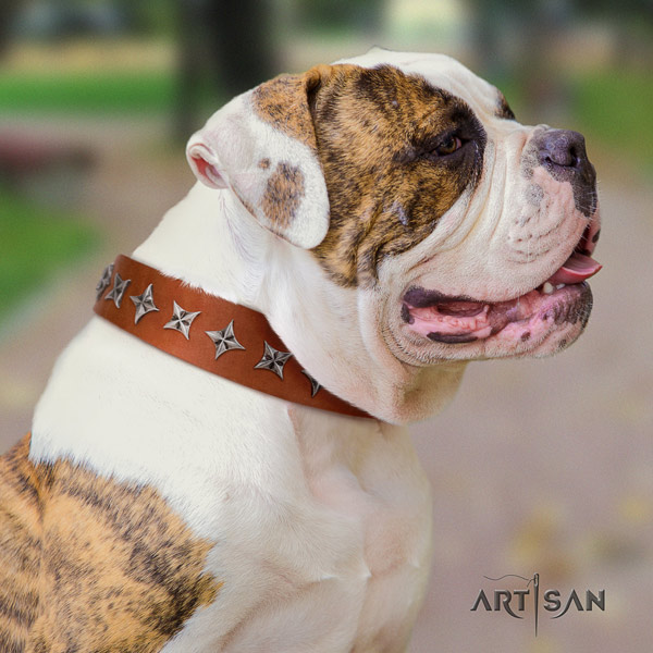 American Bulldog decorated genuine leather dog collar with unique studs