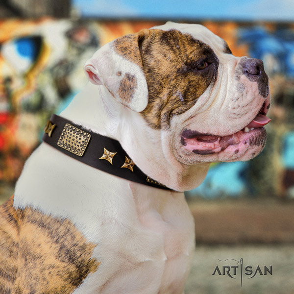American Bulldog decorated genuine leather dog collar with top notch adornments