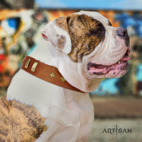 American Bulldog daily walking full grain genuine leather collar with studs for your four-legged friend