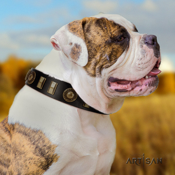 American Bulldog comfortable wearing leather collar with embellishments for your pet