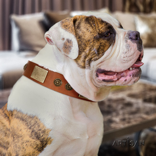 American Bulldog basic training full grain genuine leather collar with decorations for your doggie