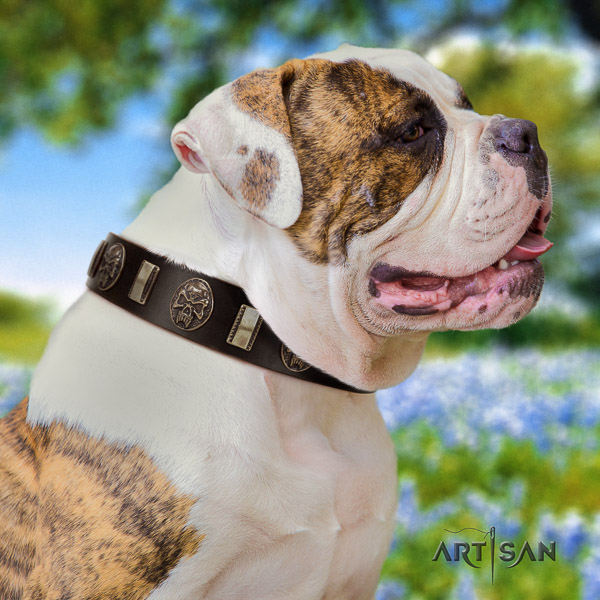 American Bulldog daily walking genuine leather collar with decorations for your four-legged friend