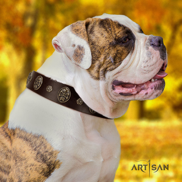American Bulldog easy wearing full grain leather collar with decorations for your four-legged friend