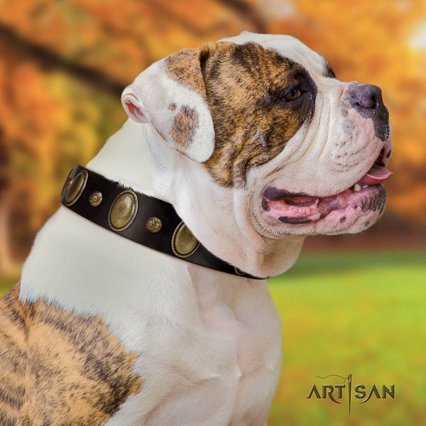 American Bulldog comfy wearing full grain natural leather collar with adornments for your pet