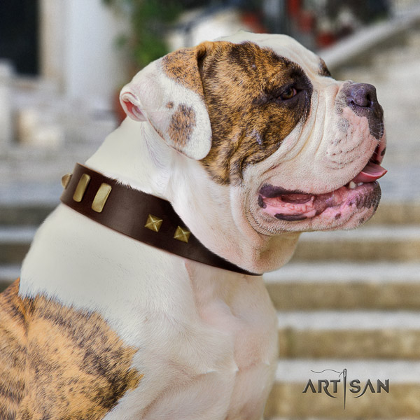 American Bulldog daily use full grain leather collar with decorations for your doggie