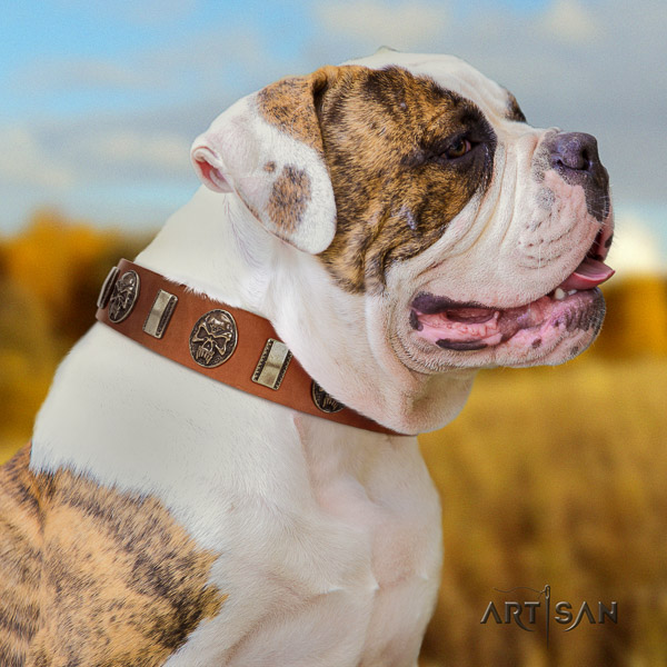 American Bulldog walking full grain genuine leather collar with decorations for your doggie