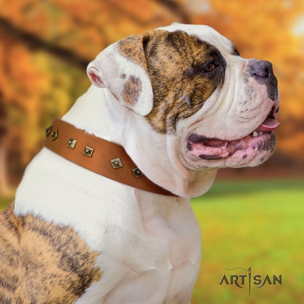 American Bulldog decorated leather dog collar with fashionable decorations