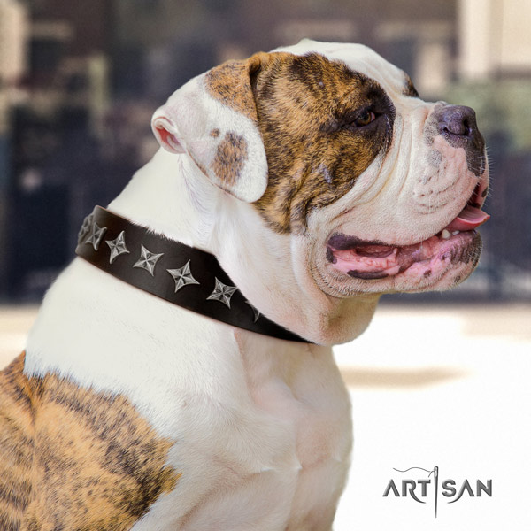 American Bulldog decorated genuine leather dog collar with impressive decorations