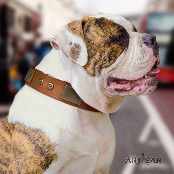 American Bulldog adorned genuine leather dog collar with amazing adornments