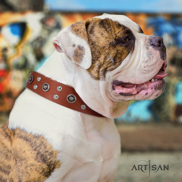 American Bulldog studded genuine leather dog collar with awesome studs