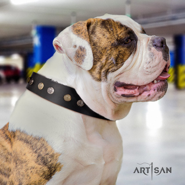 American Bulldog embellished leather dog collar with stylish design embellishments