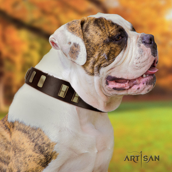 American Bulldog basic training full grain genuine leather collar with adornments for your four-legged friend