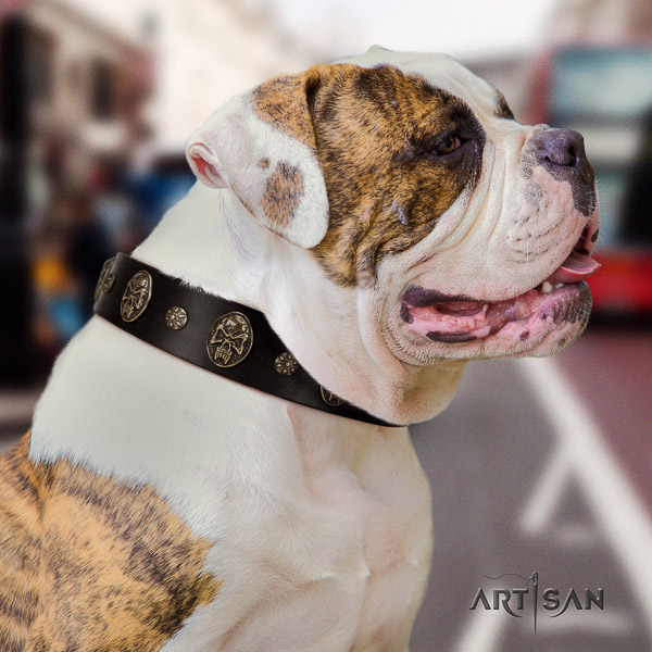 American Bulldog fancy walking full grain natural leather collar with decorations for your dog