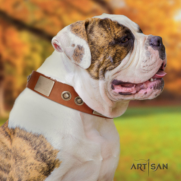 American Bulldog everyday walking full grain genuine leather collar with adornments for your pet