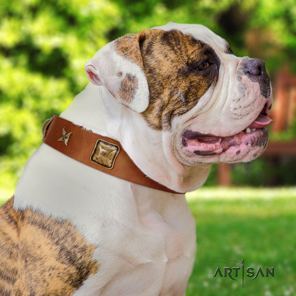 American Bulldog easy wearing full grain natural leather collar with adornments for your four-legged friend